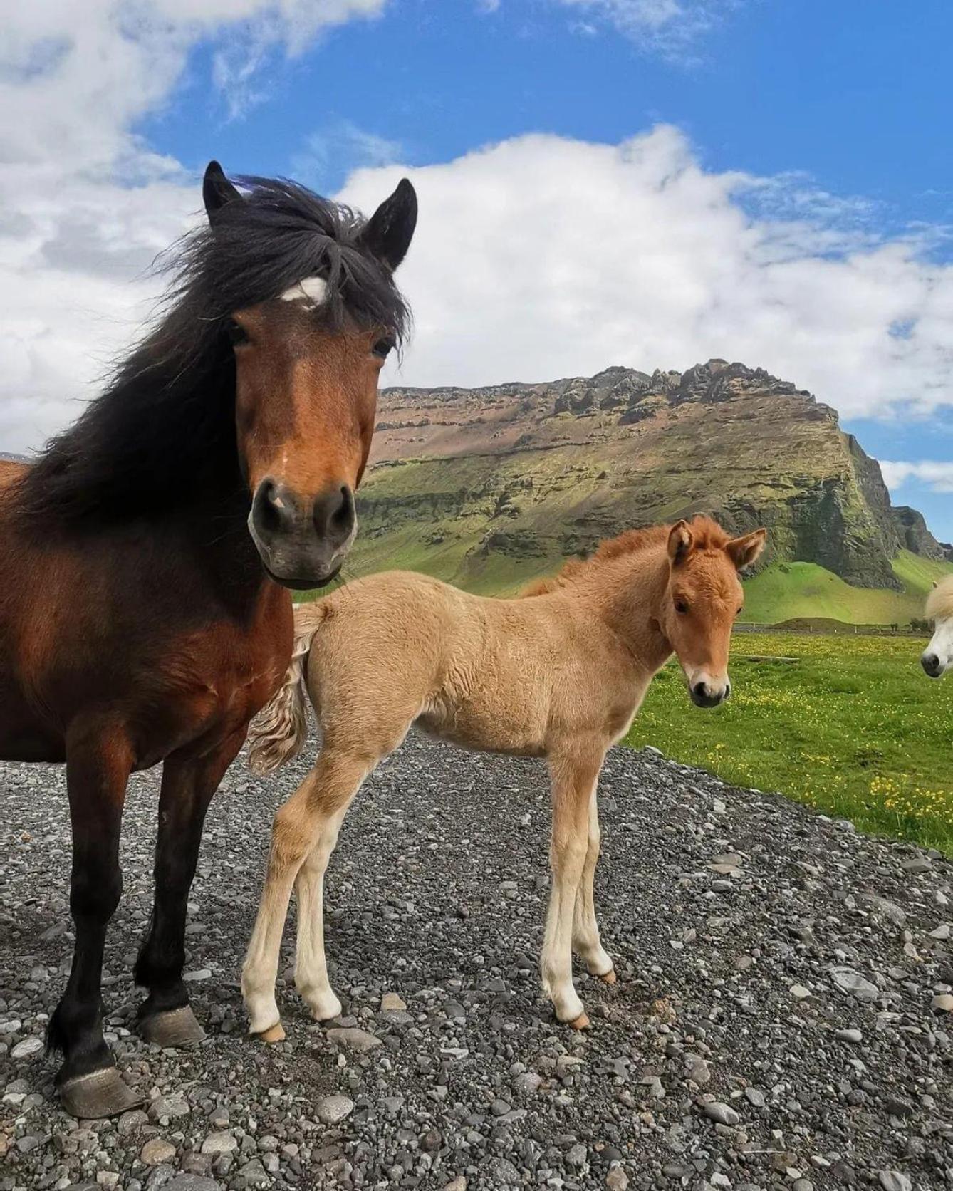 Boutique Hotel Anna By Ej Hotels Holt (South Iceland) Exterior foto